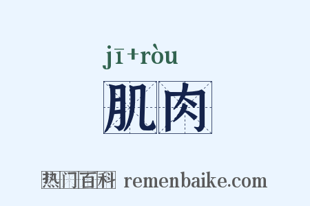 肌肉是什么意思的图片